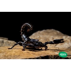 Escorpión Gigante - Heterometrus Longimanus